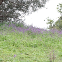 Echium plantagineum at Lyneham, ACT - 13 Sep 2020 08:57 AM