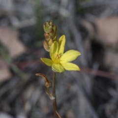 Bulbine bulbosa (Golden Lily) at Flea Bog Flat, Bruce - 12 Sep 2020 by AlisonMilton