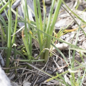 Bulbine bulbosa at Bruce, ACT - 12 Sep 2020