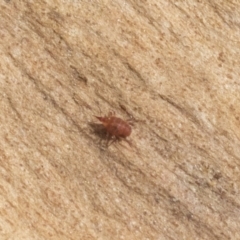 Bdellidae sp. (family) (Unidentified Snout Mite) at Hawker, ACT - 12 Sep 2020 by AlisonMilton