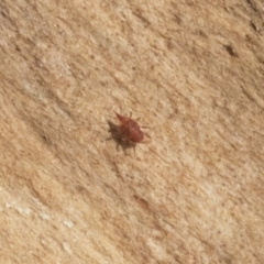 Bdellidae sp. (family) at Hawker, ACT - 12 Sep 2020