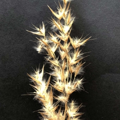 Rytidosperma sp. (Wallaby Grass) at Hughes Garran Woodland - 11 Sep 2020 by ruthkerruish