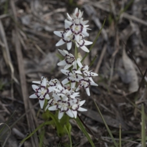 Wurmbea dioica subsp. dioica at Bruce, ACT - 12 Sep 2020 02:44 PM