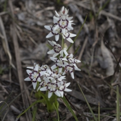 Wurmbea dioica subsp. dioica (Early Nancy) at Flea Bog Flat, Bruce - 12 Sep 2020 by AlisonMilton