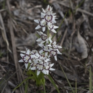Wurmbea dioica subsp. dioica at Bruce, ACT - 12 Sep 2020