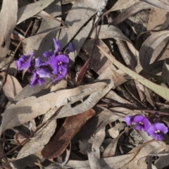 Hardenbergia violacea (False Sarsaparilla) at Bruce, ACT - 12 Sep 2020 by AlisonMilton