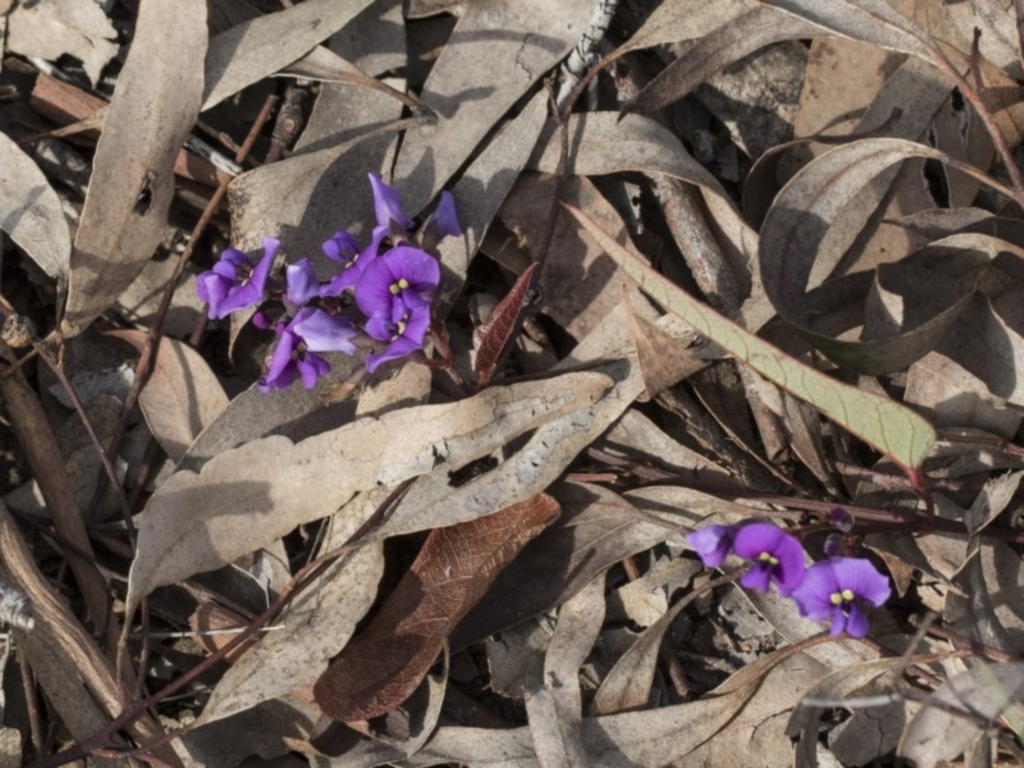 Hardenbergia violacea at Bruce, ACT - 12 Sep 2020