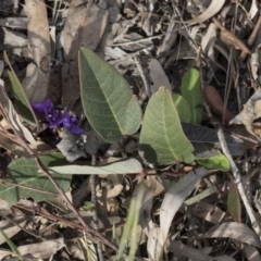 Hardenbergia violacea at Bruce, ACT - 12 Sep 2020