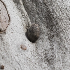 Trachymela sp. (genus) (Brown button beetle) at Flea Bog Flat, Bruce - 12 Sep 2020 by AlisonMilton