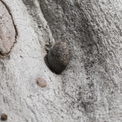 Trachymela sp. (genus) (Brown button beetle) at Bruce Ridge to Gossan Hill - 12 Sep 2020 by AlisonMilton