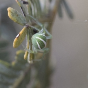 Araneus ginninderranus at Bruce, ACT - 12 Sep 2020