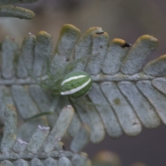 Araneus ginninderranus at Bruce, ACT - 12 Sep 2020