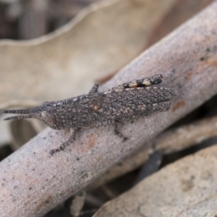 Goniaea opomaloides (Mimetic Gumleaf Grasshopper) at Bruce Ridge to Gossan Hill - 12 Sep 2020 by AlisonMilton