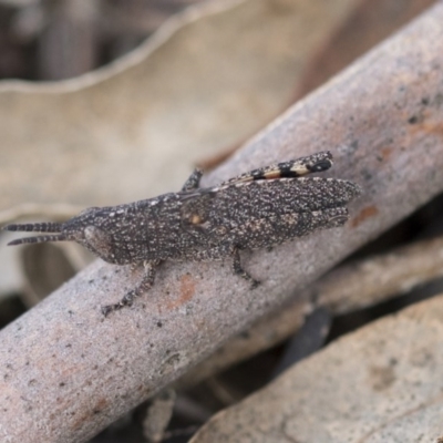 Goniaea opomaloides (Mimetic Gumleaf Grasshopper) at Bruce Ridge to Gossan Hill - 12 Sep 2020 by AlisonMilton