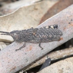 Goniaea opomaloides at Bruce, ACT - 12 Sep 2020