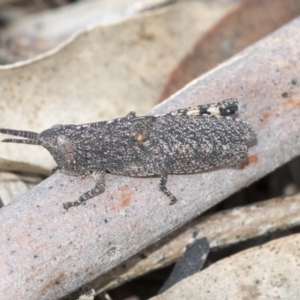 Goniaea opomaloides at Bruce, ACT - 12 Sep 2020