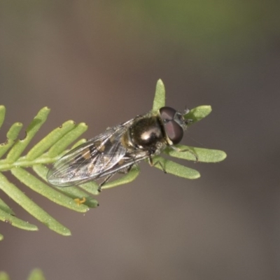 Melangyna viridiceps (Hover fly) at Bruce Ridge to Gossan Hill - 12 Sep 2020 by AlisonMilton