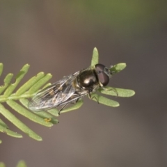 Melangyna viridiceps (Hover fly) at Bruce, ACT - 12 Sep 2020 by AlisonMilton