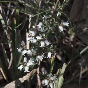 Cryptandra amara at Bruce, ACT - 12 Sep 2020