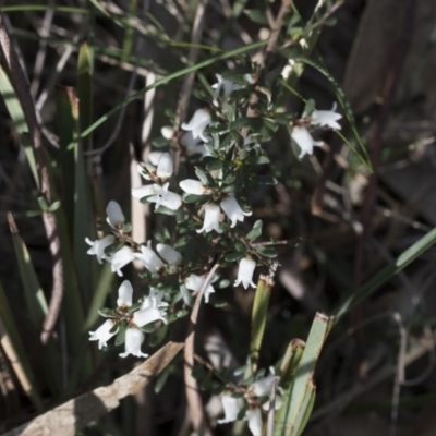 Cryptandra amara (Bitter Cryptandra) at Bruce Ridge to Gossan Hill - 12 Sep 2020 by AlisonMilton