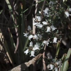 Cryptandra amara at Bruce, ACT - 12 Sep 2020