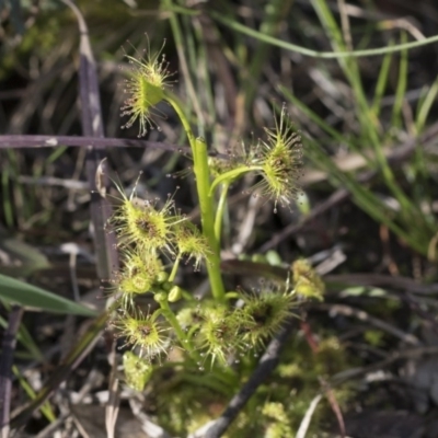 Drosera (genus) (A Sundew) at Bruce, ACT - 12 Sep 2020 by AlisonMilton