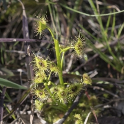 Drosera sp. (A Sundew) at Flea Bog Flat, Bruce - 12 Sep 2020 by AlisonMilton