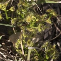 Drosera sp. at Bruce, ACT - 12 Sep 2020