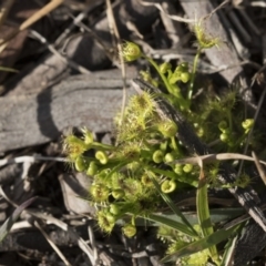 Drosera sp. at Bruce, ACT - 12 Sep 2020 03:47 PM