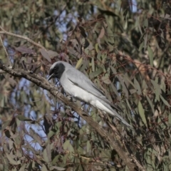 Coracina novaehollandiae (Black-faced Cuckooshrike) at Bruce Ridge to Gossan Hill - 12 Sep 2020 by AlisonMilton