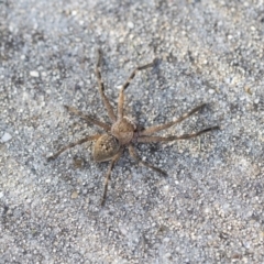 Neosparassus sp. (genus) (Unidentified Badge huntsman) at Bruce, ACT - 12 Sep 2020 by AlisonMilton