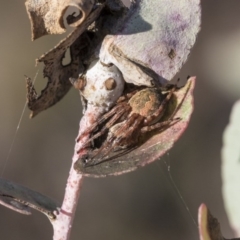 Araneinae (subfamily) (Orb weaver) at Flea Bog Flat, Bruce - 12 Sep 2020 by AlisonMilton