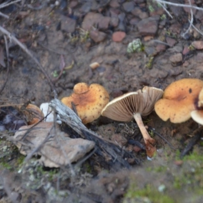 Unidentified Cap on a stem; gills below cap [mushrooms or mushroom-like] at QPRC LGA - 19 May 2020 by natureguy