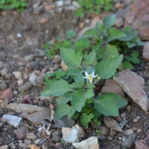 Solanum nigrum at Wamboin, NSW - 19 May 2020