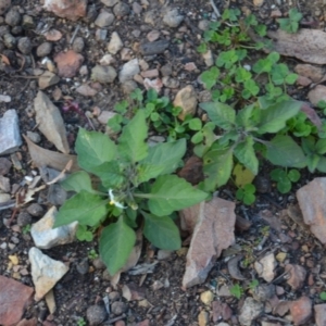 Solanum nigrum at Wamboin, NSW - 19 May 2020