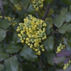 Berberis aquifolium (Oregon Grape) at Flea Bog Flat, Bruce - 12 Sep 2020 by AlisonMilton