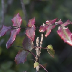 Berberis aquifolium at Bruce, ACT - 12 Sep 2020