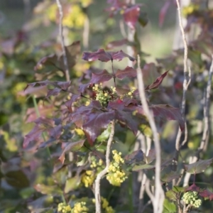 Berberis aquifolium at Bruce, ACT - 12 Sep 2020