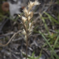 Rytidosperma sp. (Wallaby Grass) at Bruce Ridge to Gossan Hill - 12 Sep 2020 by AlisonMilton