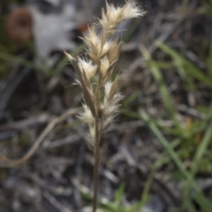 Rytidosperma (genus) (Wallaby Grass) at Bruce, ACT - 12 Sep 2020 by AlisonMilton