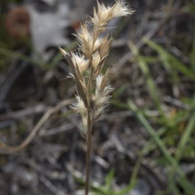 Rytidosperma (genus) (Wallaby Grass) at Bruce, ACT - 12 Sep 2020 by AlisonMilton