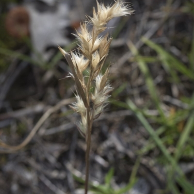 Rytidosperma sp. (Wallaby Grass) at Bruce, ACT - 12 Sep 2020 by AlisonMilton