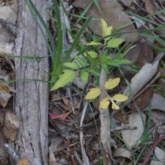 Solanum lycopersicum (Tomato) at Wamboin, NSW - 19 May 2020 by natureguy