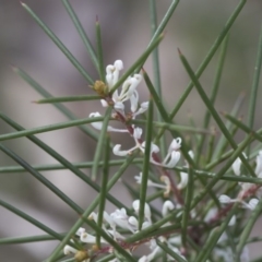 Hakea decurrens subsp. decurrens (Bushy Needlewood) at Bruce Ridge to Gossan Hill - 12 Sep 2020 by AlisonMilton