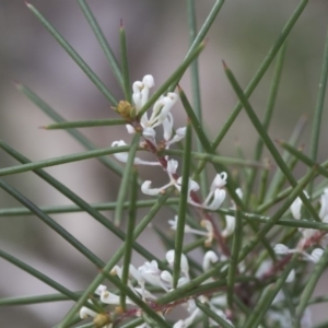 Hakea decurrens subsp. decurrens at Bruce, ACT - 12 Sep 2020 03:16 PM