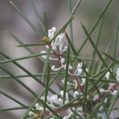 Hakea decurrens subsp. decurrens (Bushy Needlewood) at Flea Bog Flat, Bruce - 12 Sep 2020 by AlisonMilton