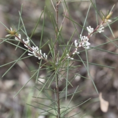 Hakea decurrens subsp. decurrens at Bruce, ACT - 12 Sep 2020 03:16 PM