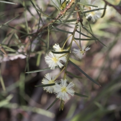 Acacia genistifolia (Early Wattle) at Bruce Ridge to Gossan Hill - 12 Sep 2020 by AlisonMilton