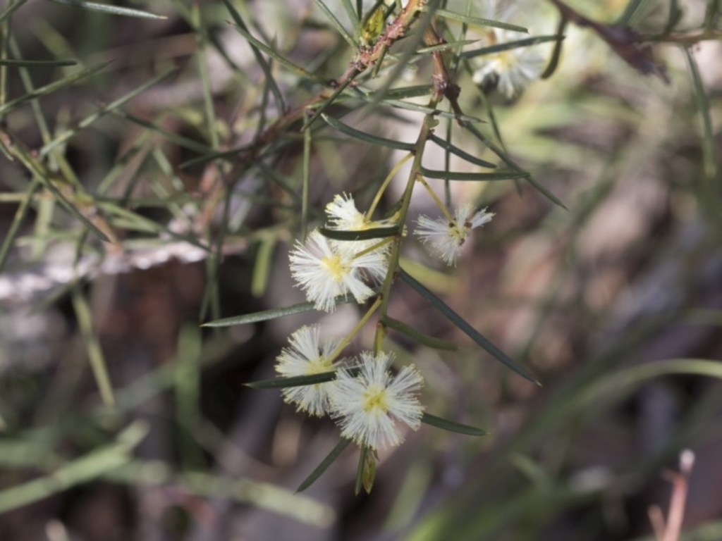 Acacia genistifolia at Bruce, ACT - 12 Sep 2020