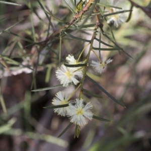 Acacia genistifolia at Bruce, ACT - 12 Sep 2020